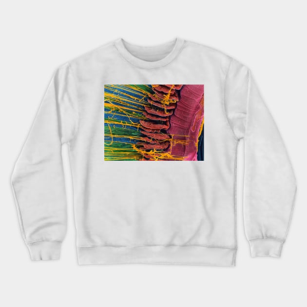 Iris of the eye, SEM (P424/0106) Crewneck Sweatshirt by SciencePhoto